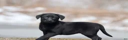 Labrador Retriever dogs for sale: Coffee - Ad 2