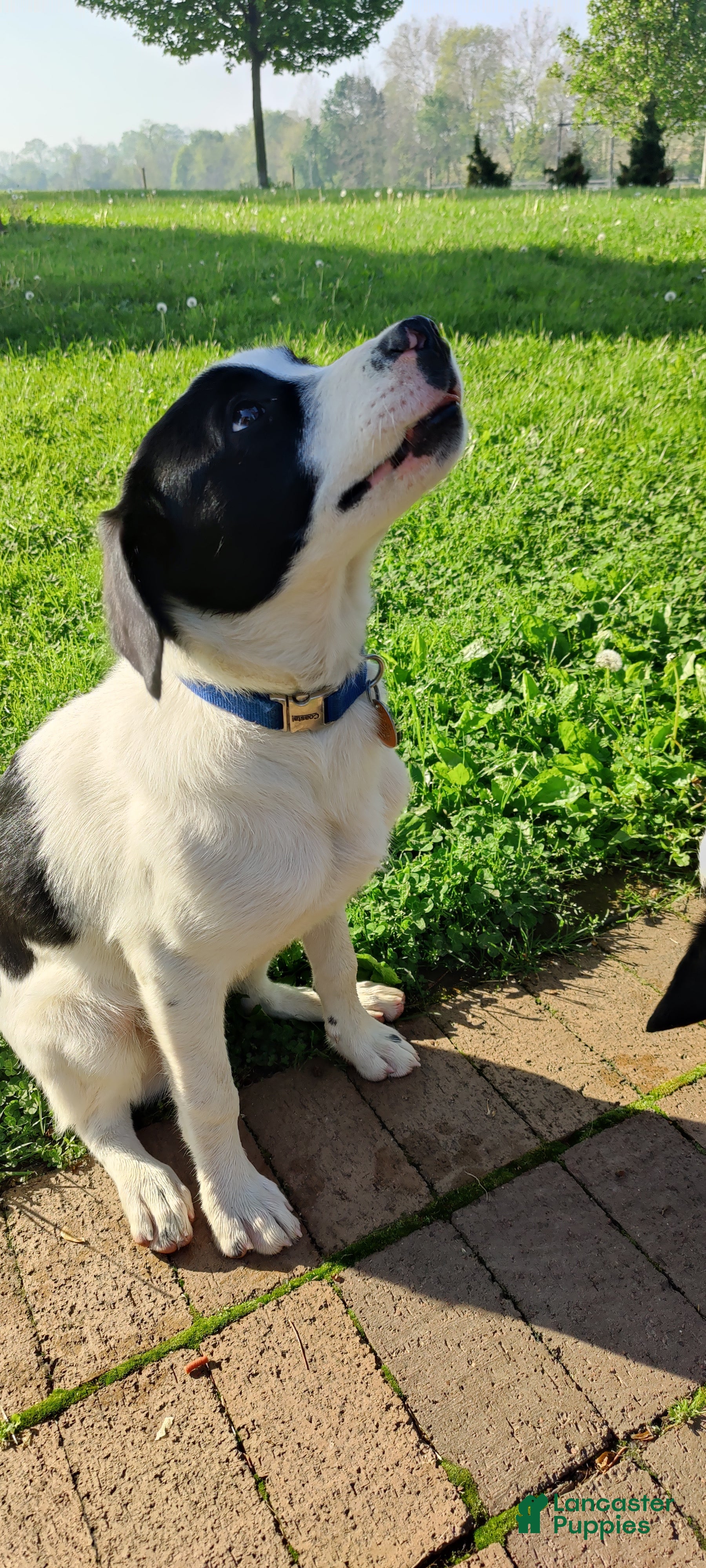 Mixed Breed dogs Puppy 2 - Ad 31