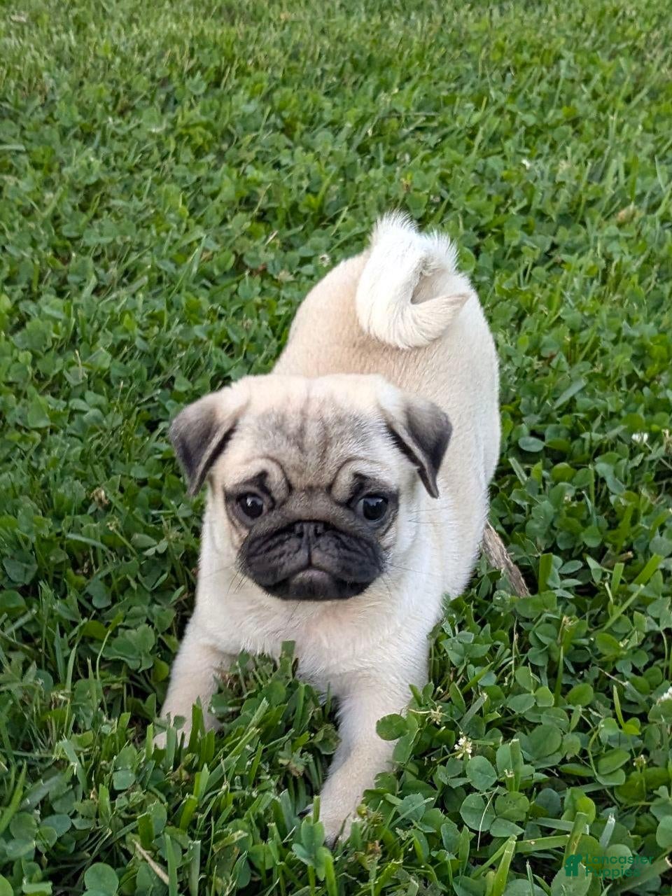 Pug dogs Charlotte - Ad 1