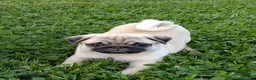 Pug dogs for sale: Charlotte - Ad 1