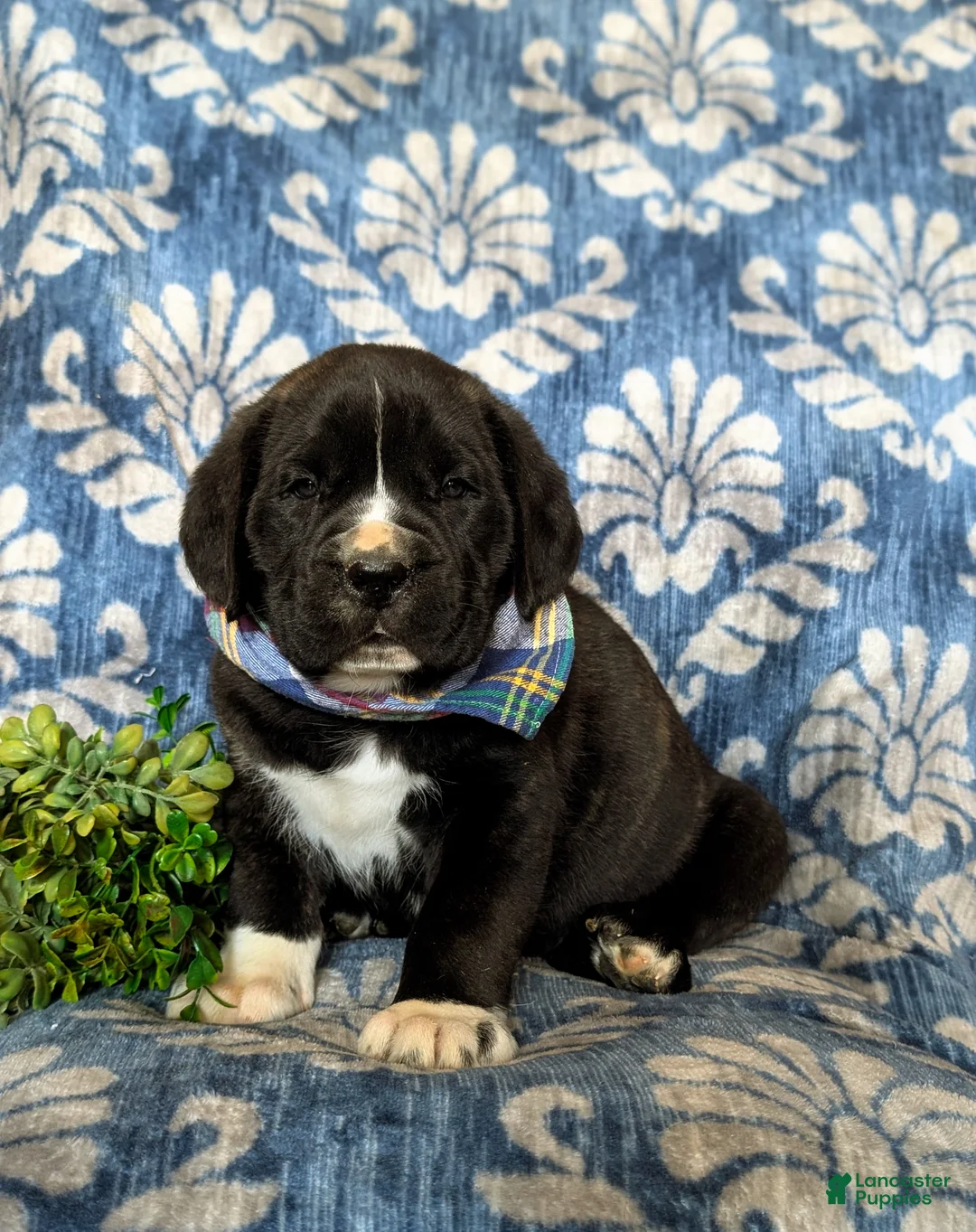 Cane Corso dogs for sale: Cane Corso Puppy 1 - Ad 1