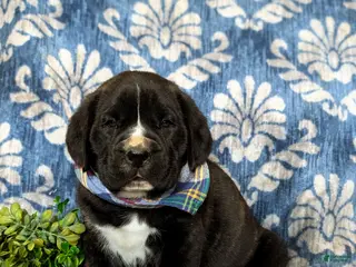 Cane Corso dogs for sale: Cane Corso Puppy 1 - Ad 2