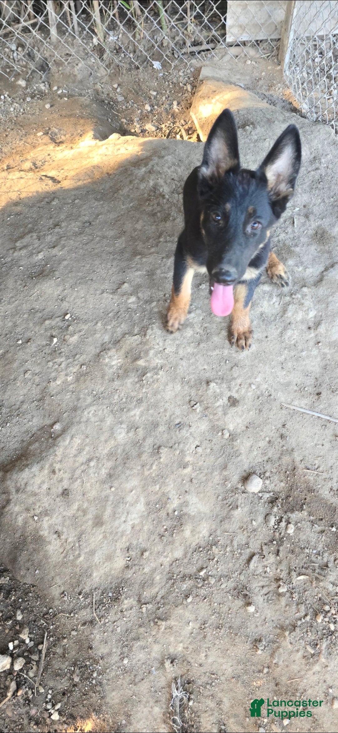 German Shepherd dogs German Shepherd 1 - Ad 2