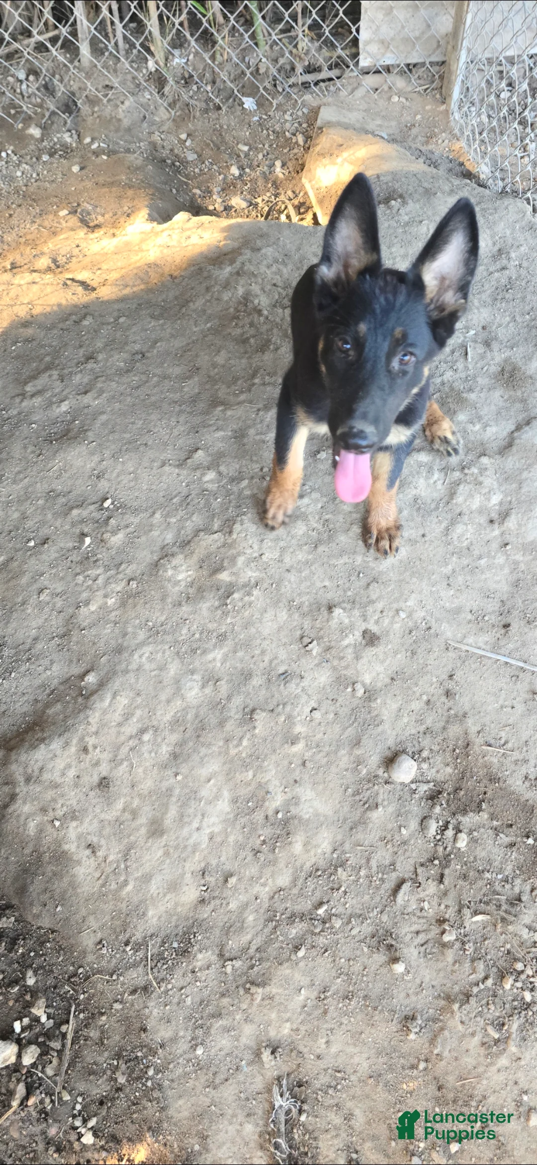 German Shepherd dogs for sale: German Shepherd 1 - Ad 2