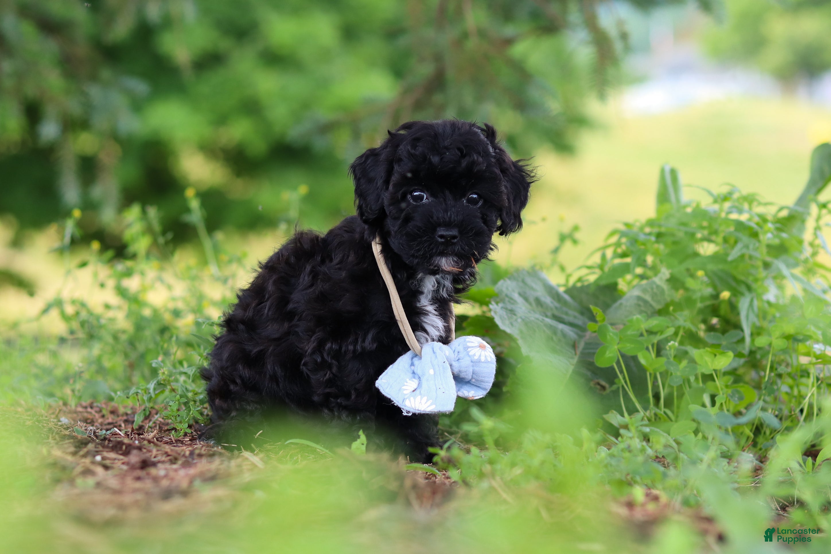 Havapoo dogs Riley - Ad 2
