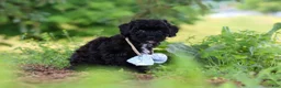Havapoo dogs for sale: Riley - Ad 2