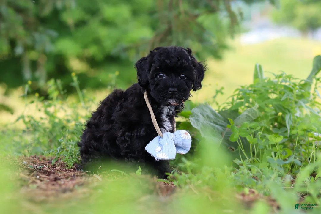 Havapoo dogs for sale: Riley - Ad 2