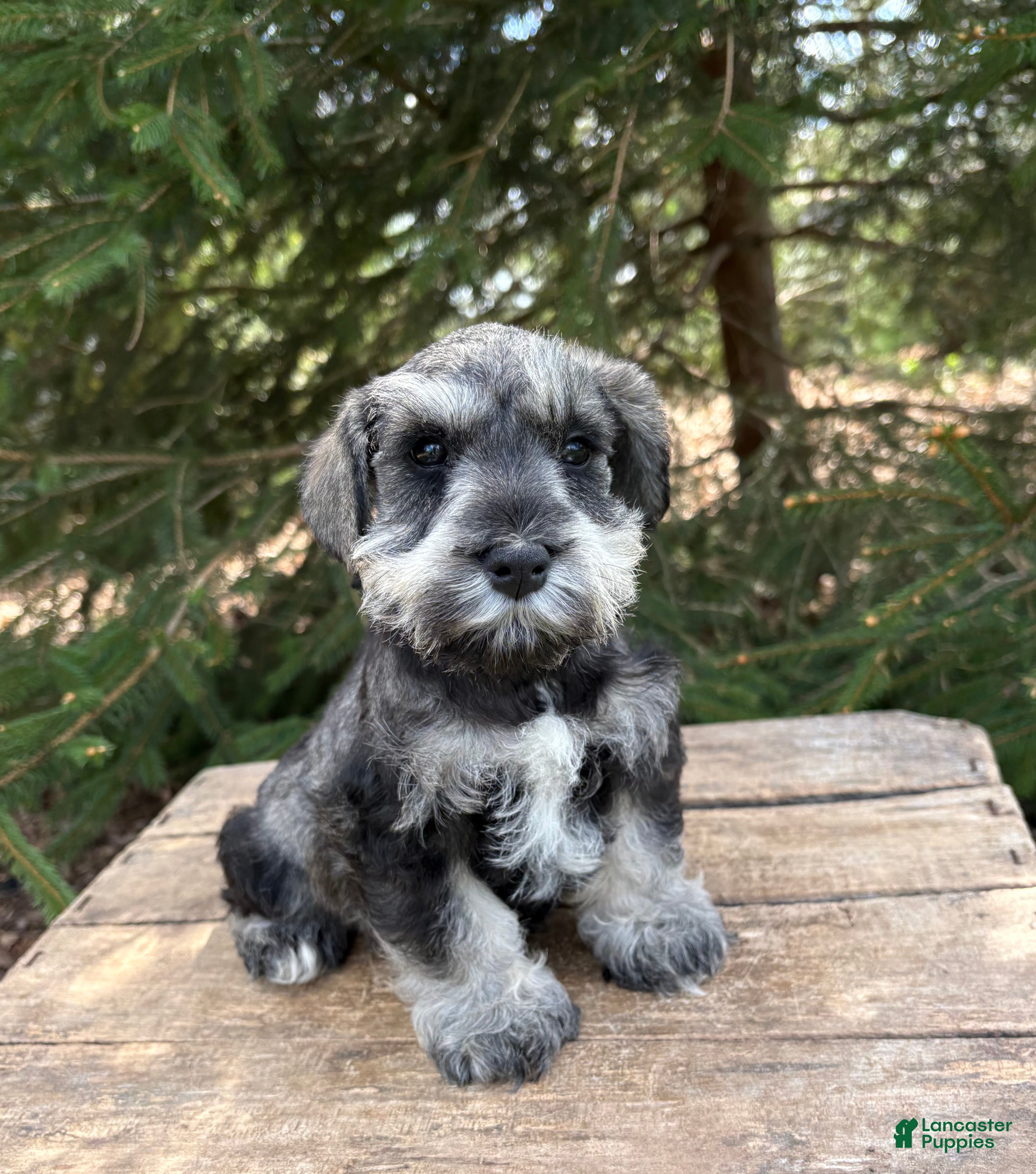Miniature Schnauzer dogs Lacey - Ad 1