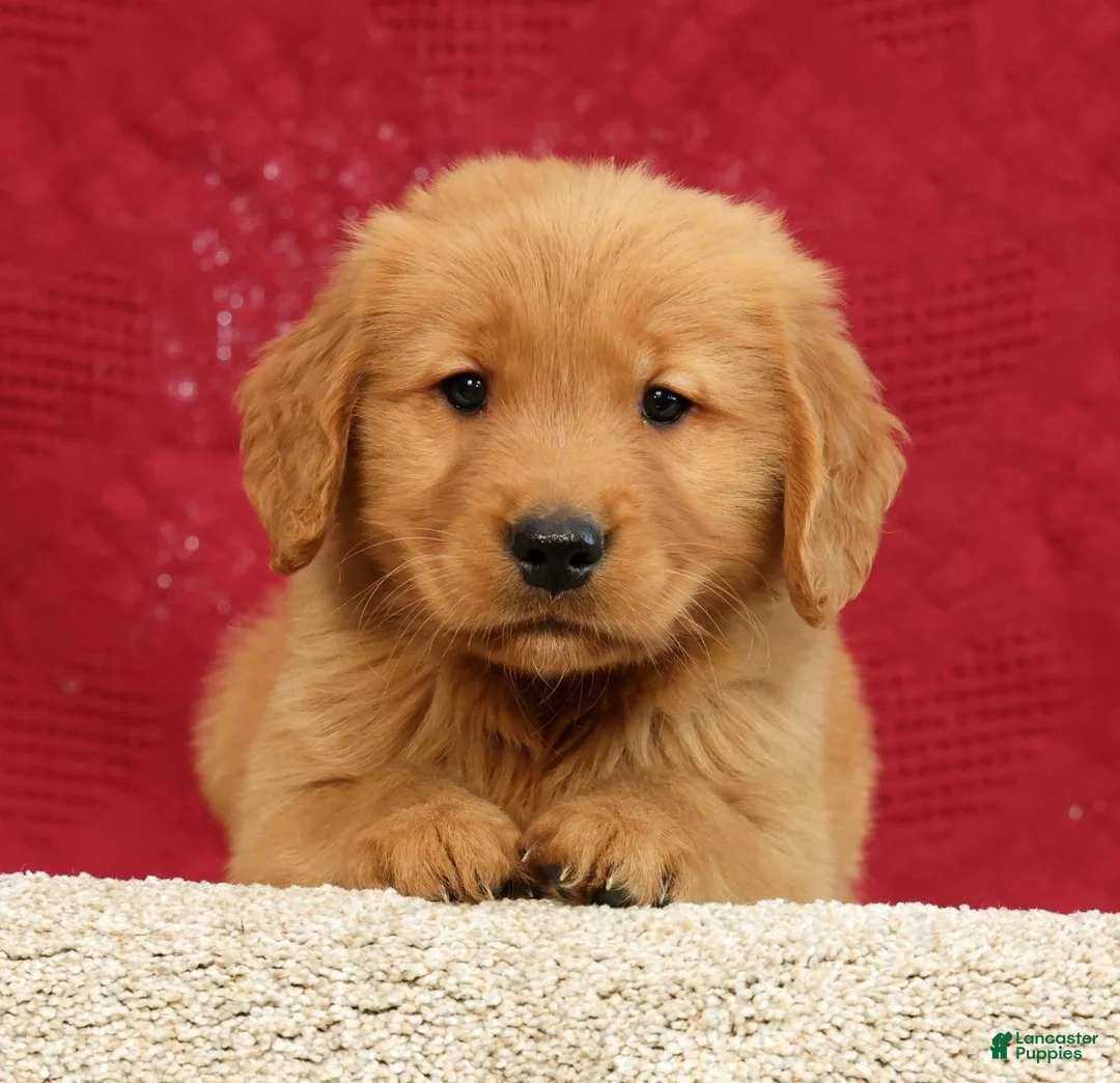 Golden Retriever dogs for sale: Connor - Ad 1