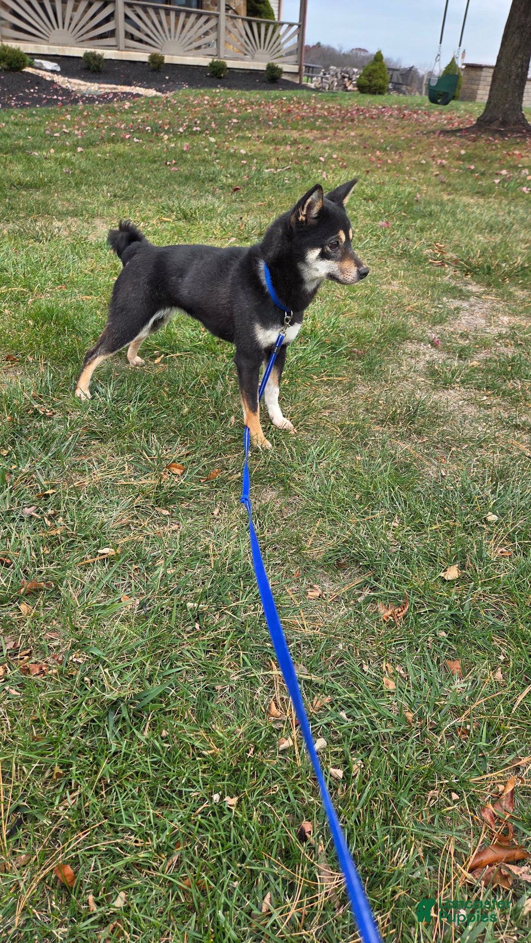 Shiba Inu dogs for sale: Shiba Inu Puppy 1 - Ad 12