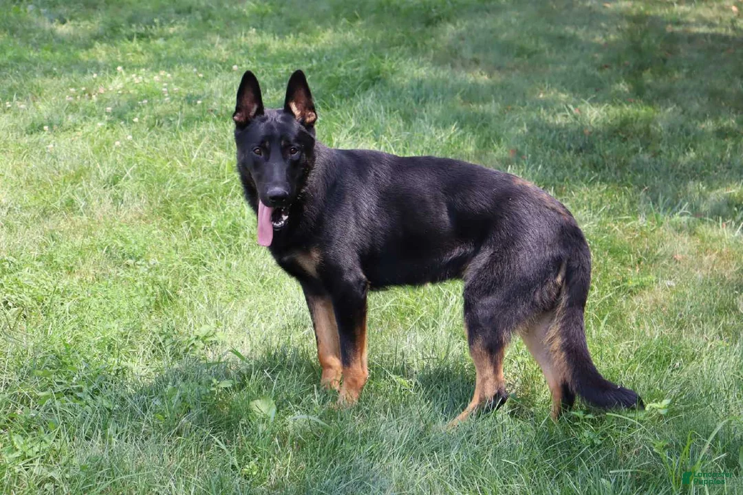 German Shepherd dogs for sale: German Shepherd Puppy 1 - Ad 9