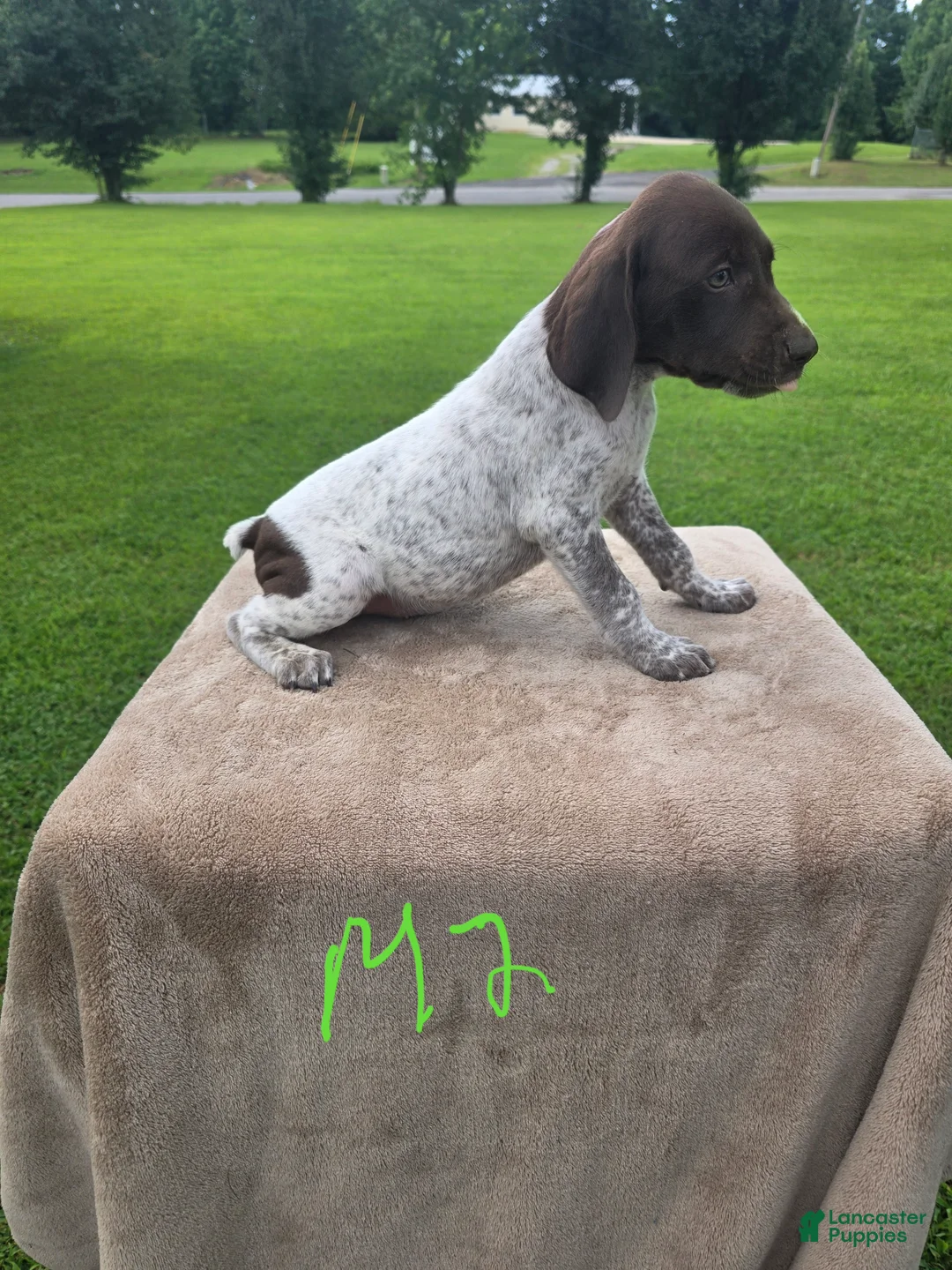 German Shorthaired Pointer dogs for sale: German Shorthaired Pointer 2 - Ad 2