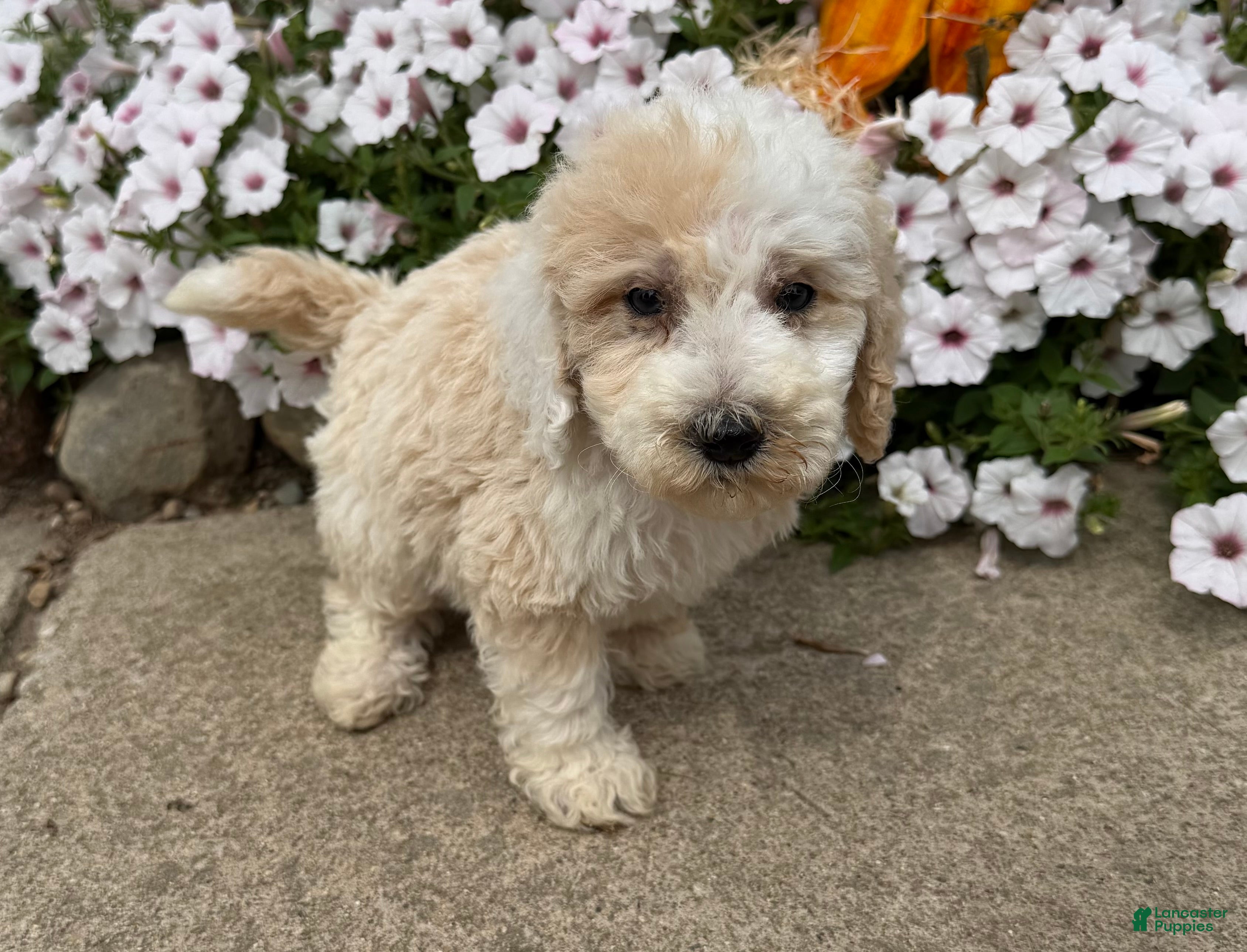 Miniature Poodle dogs Jimmy - Ad 2