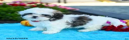 Shih Tzu dogs for sale: Ada - Ad 4