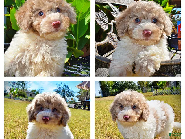 Havapoo dogs for sale: Noodles - Ad 1