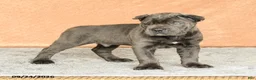 Cane Corso dogs for sale: Rocco - Ad 3