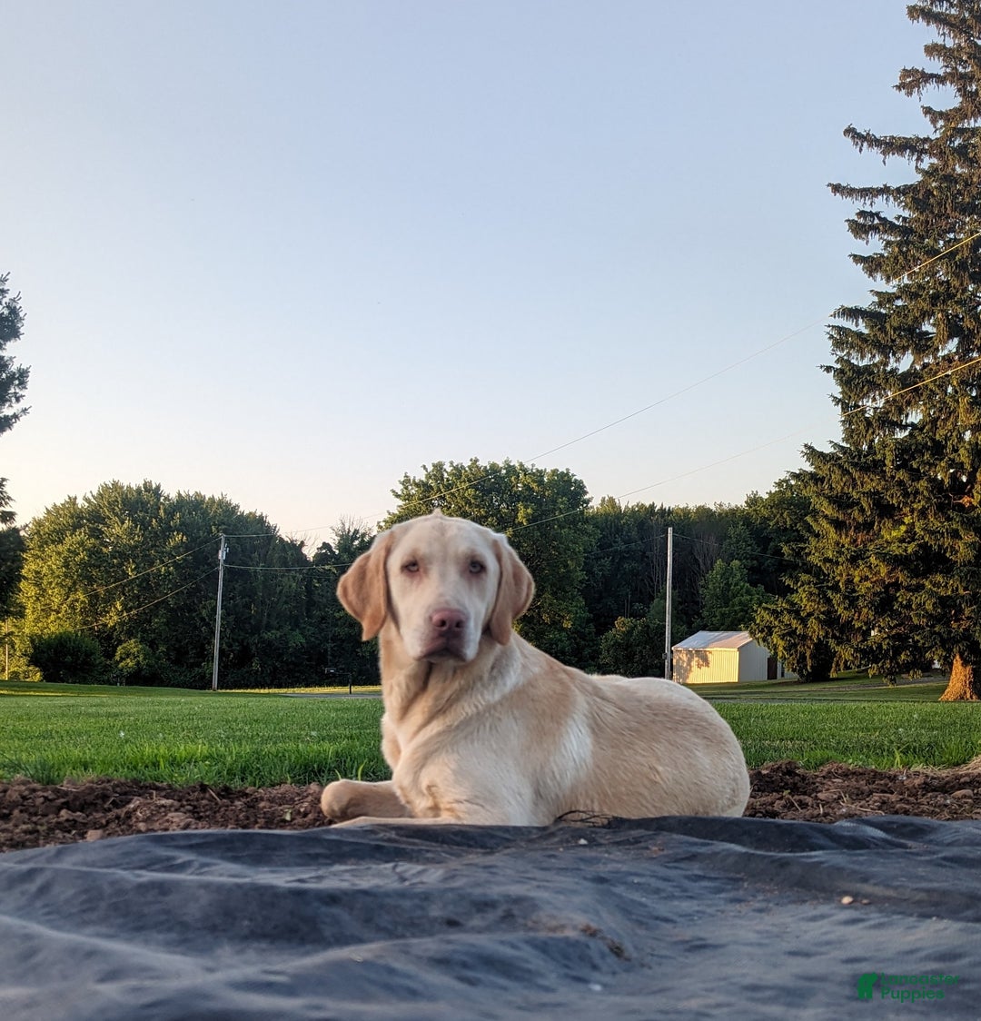 Labrador Retriever dogs for sale: Buddy  - Ad 3