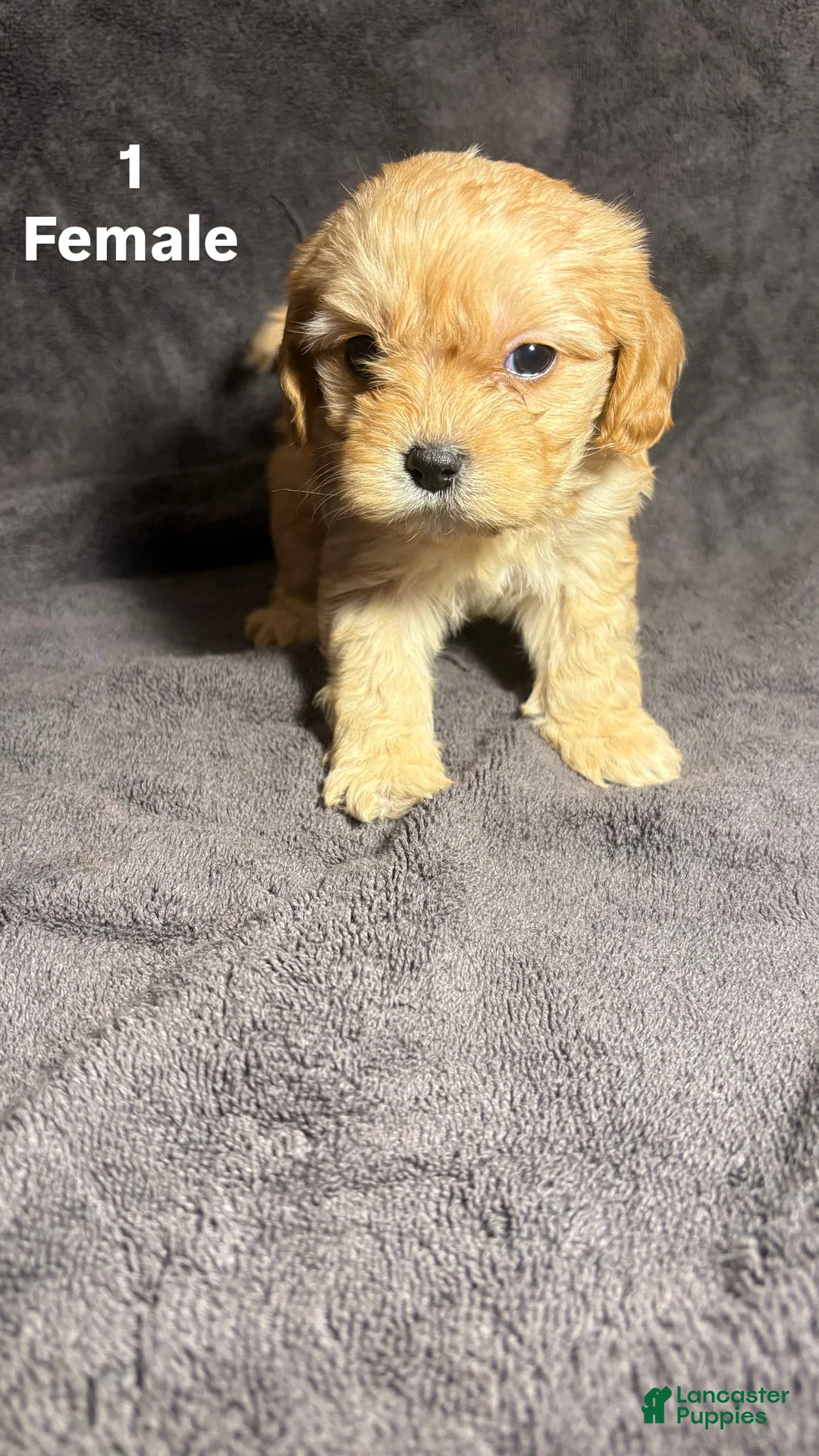 Mixed Breed dogs for sale: Mixed Breed Puppy 1 - Ad 1