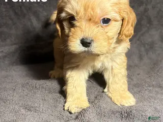 Mixed Breed dogs Mixed Breed Puppy 1 - Ad 23