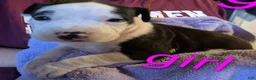 American Pit Bull Terrier dogs for sale: American Pit Bull Terrier Puppy 8 - Ad 1