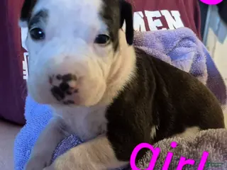American Pit Bull Terrier dogs American Pit Bull Terrier Puppy 8 - Ad 20