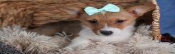 Welsh Corgi Pembroke dogs for sale: Maggie - Ad 3