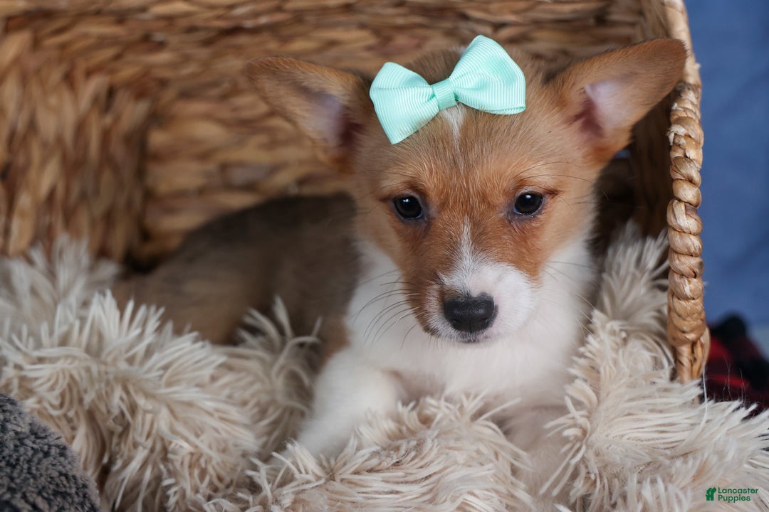 Welsh Corgi Pembroke dogs for sale: Maggie - Ad 3