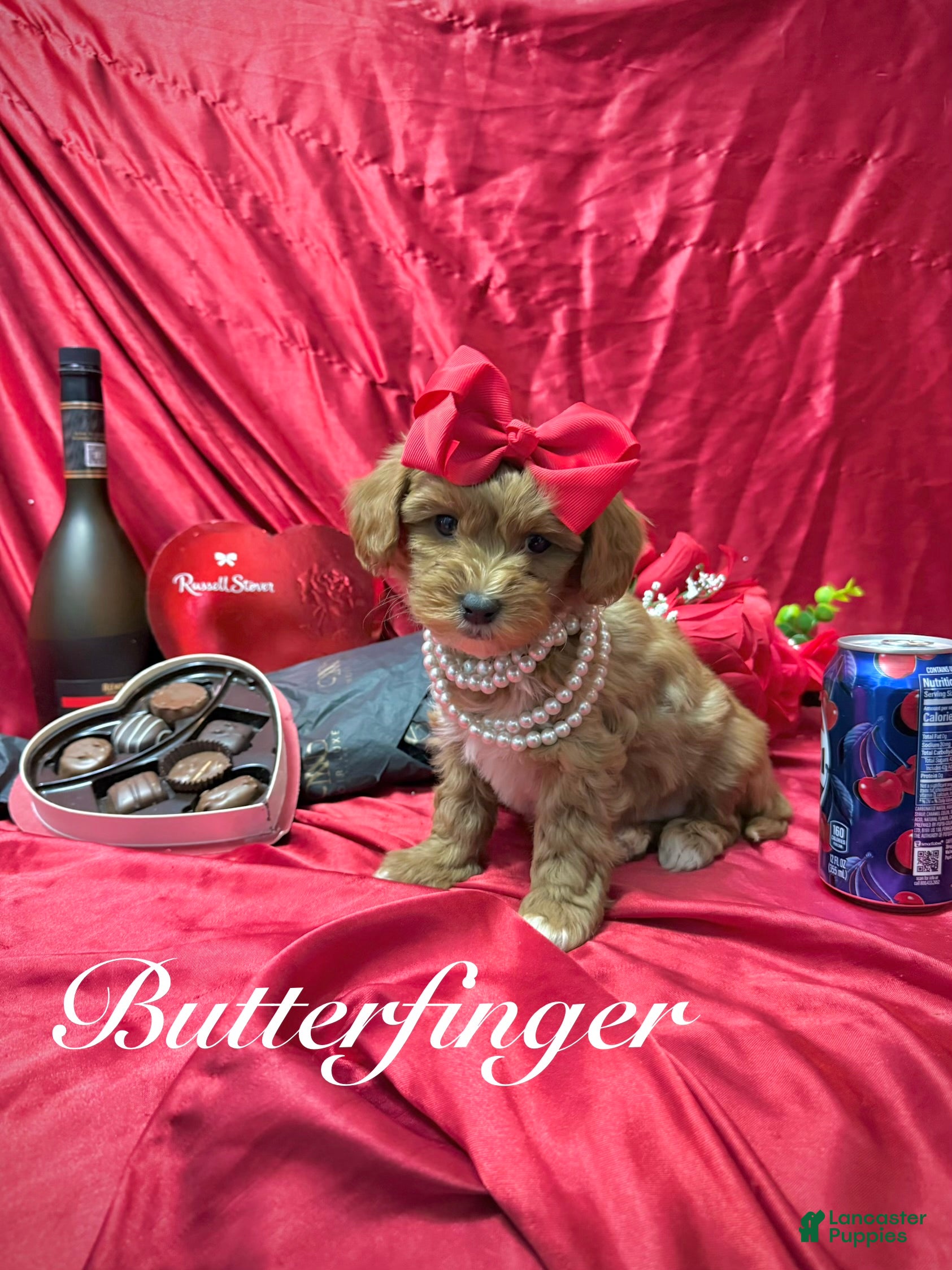 Yorkiepoo dogs Butterfinger  - Ad 31