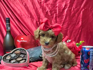 Yorkiepoo dogs Butterfinger - Ad 31