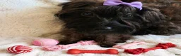 Yorkiepoo dogs for sale: Yorkiepoo Female 3-Month-Old ❤️ - Ad 2