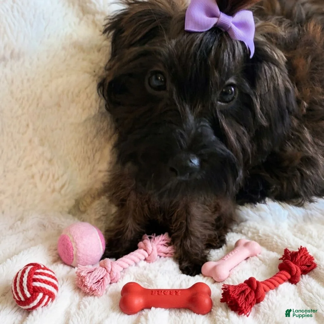 Yorkiepoo dogs for sale: Yorkiepoo Female 3-Month-Old ❤️ - Ad 2