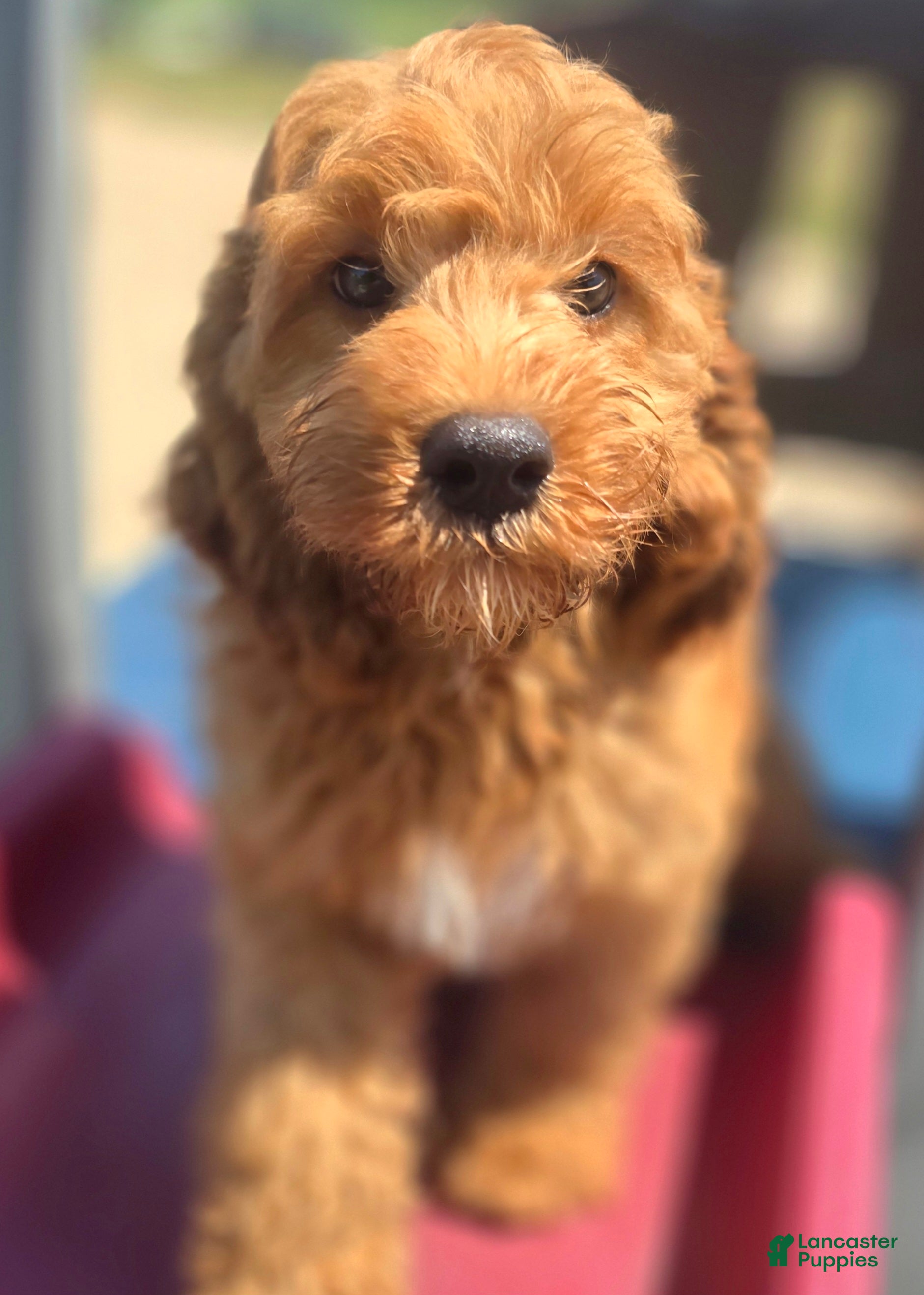 Cockapoo dogs Cashmere - Ad 20