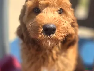 Cockapoo dogs Cashmere - Ad 20
