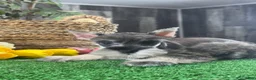 Miniature Schnauzer dogs for sale: Mimi - Ad 1