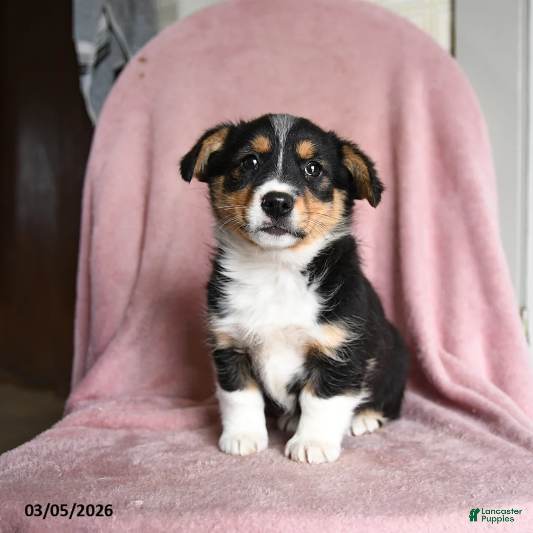 Mixed Breed dogs for sale: Butter Pecan - Ad 3