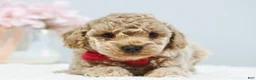 Toy Poodle dogs for sale: Chloe - Ad 3