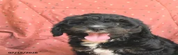Mini Bernedoodle dogs for sale: Abby - Ad 3