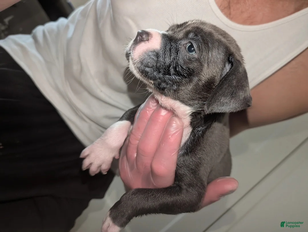 American Pit Bull Terrier dogs for sale: Roxy - Ad 6