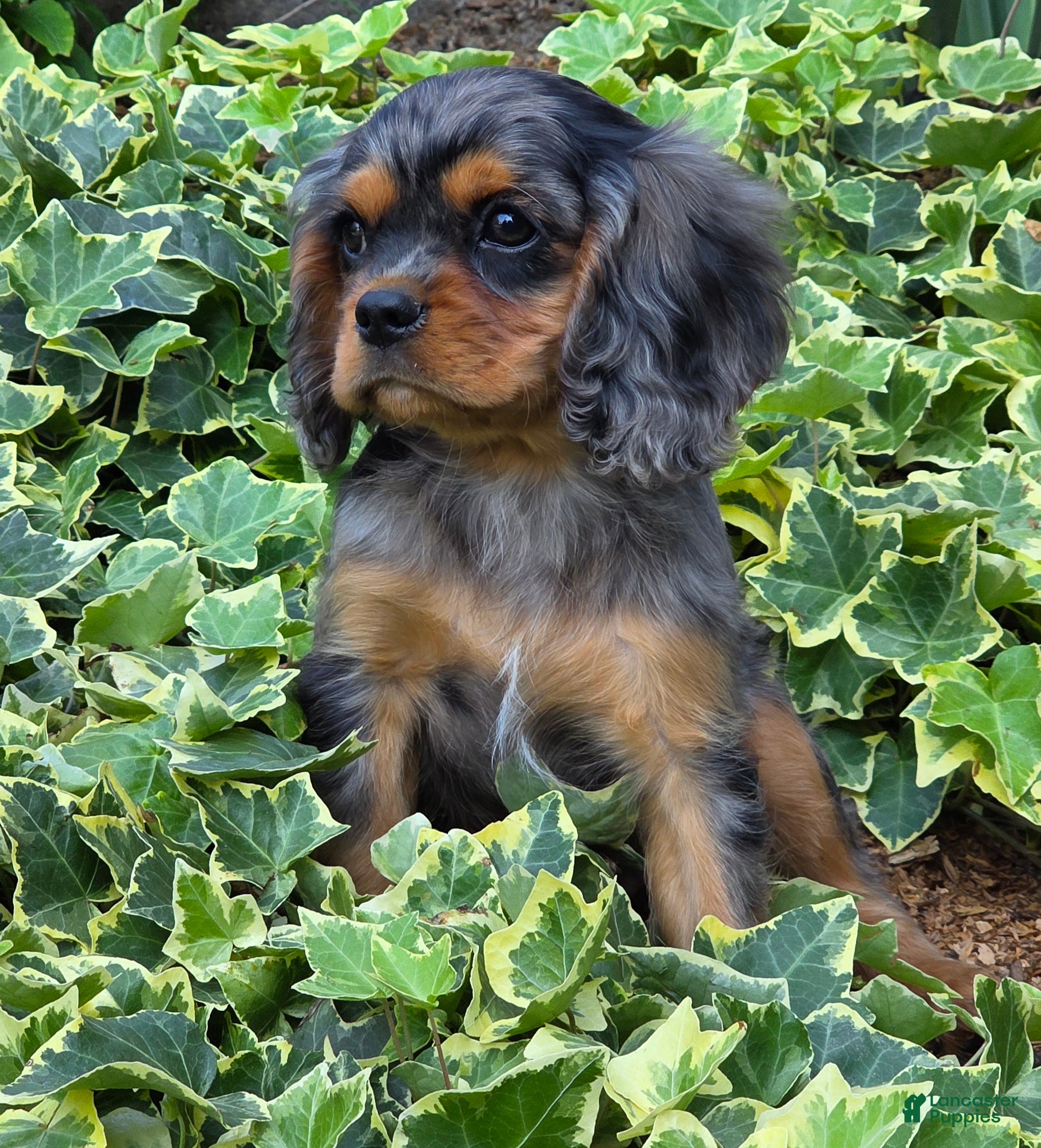 Cavalier King Charles Spaniel dogs Dazzler - Ad 2