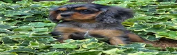 Cavalier King Charles Spaniel dogs for sale: Dazzler - Ad 2