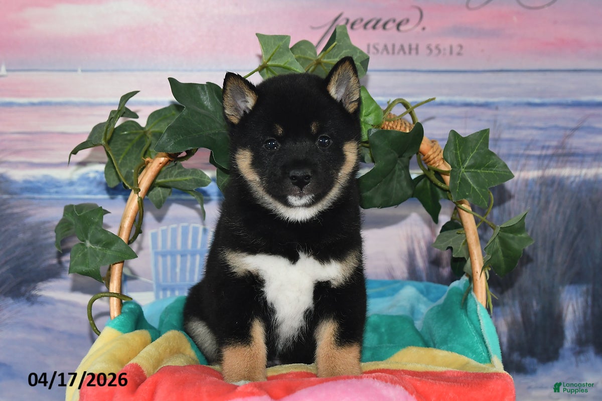 Shiba Inu dogs Ryan - Ad 1