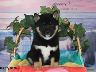 Shiba Inu dogs for sale: Ryan - Ad 2