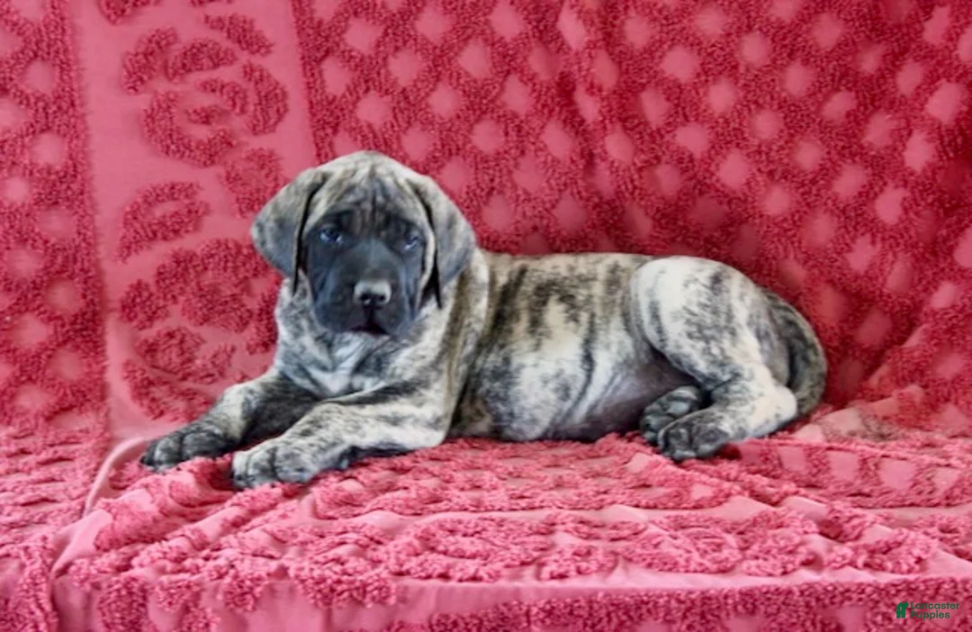 English Mastiff dogs for sale: Lily - Ad 2