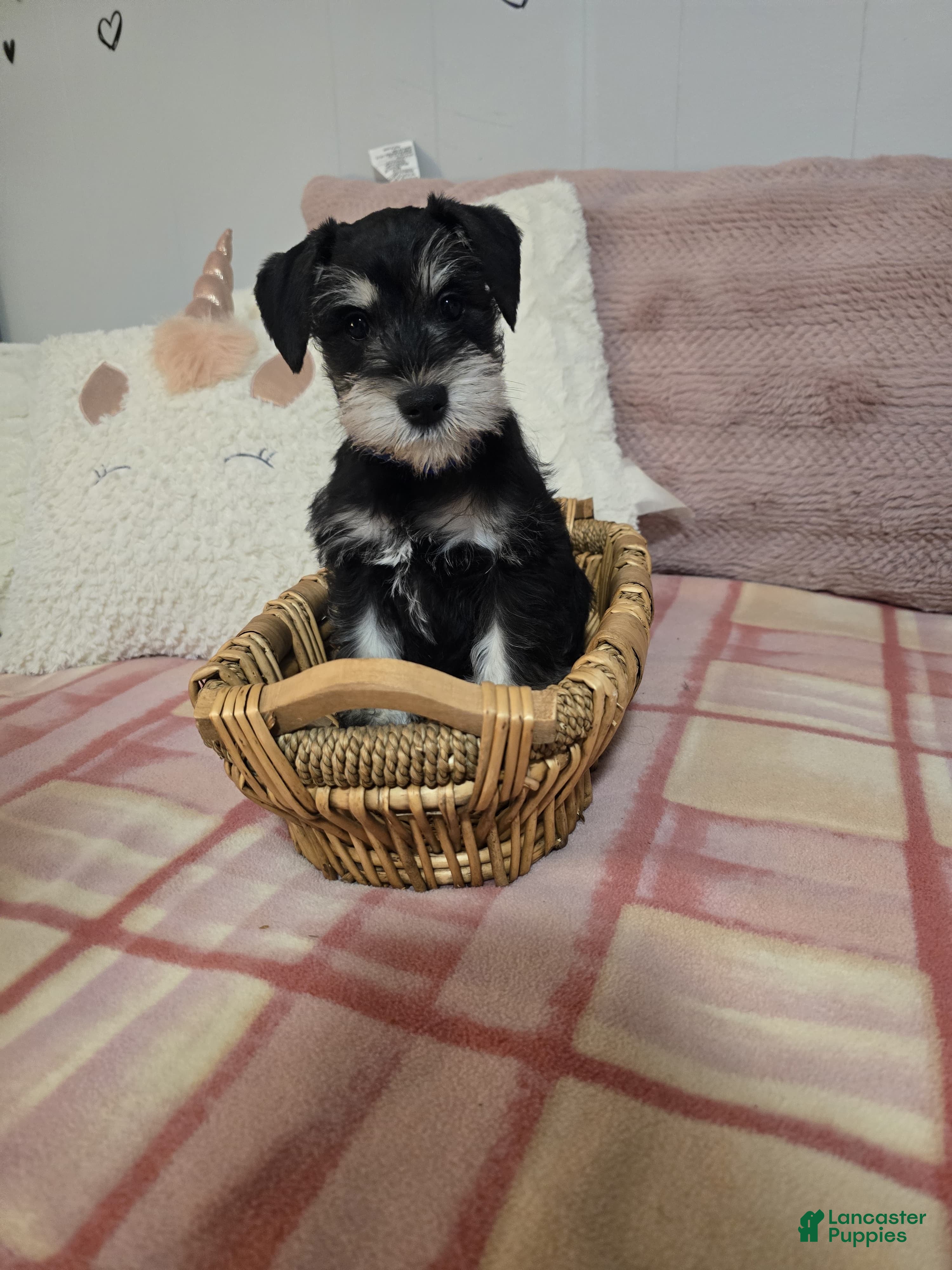 Mixed Breed dogs Mixed Breed Puppy 3 - Ad 18