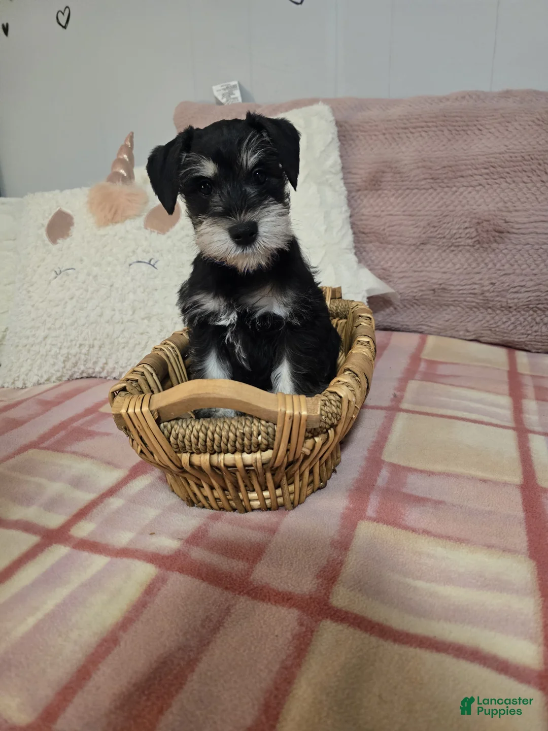 Mixed Breed dogs for sale: Mixed Breed Puppy 3 - Ad 1