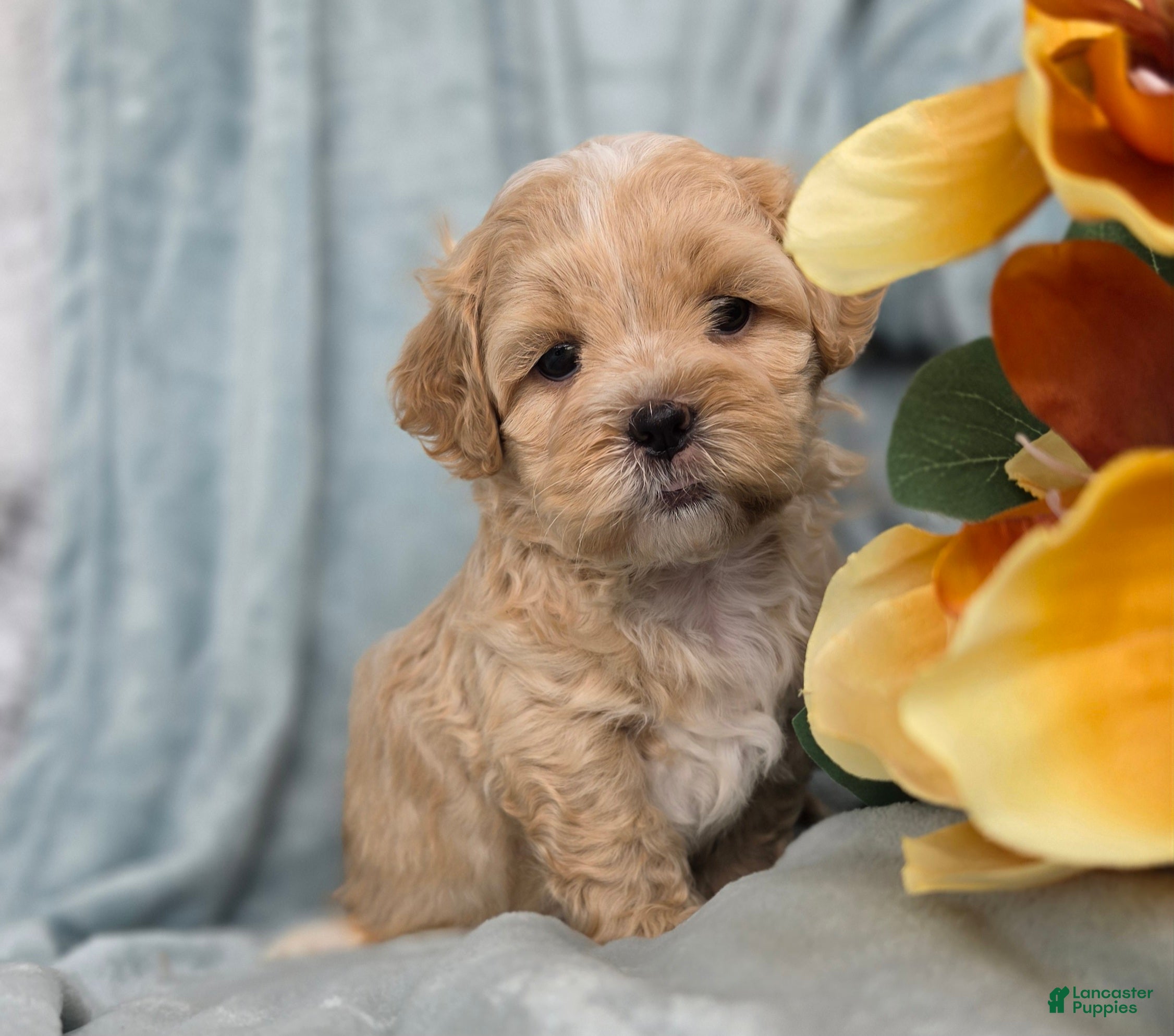 Shihpoo dogs Biscuit - Ad 1