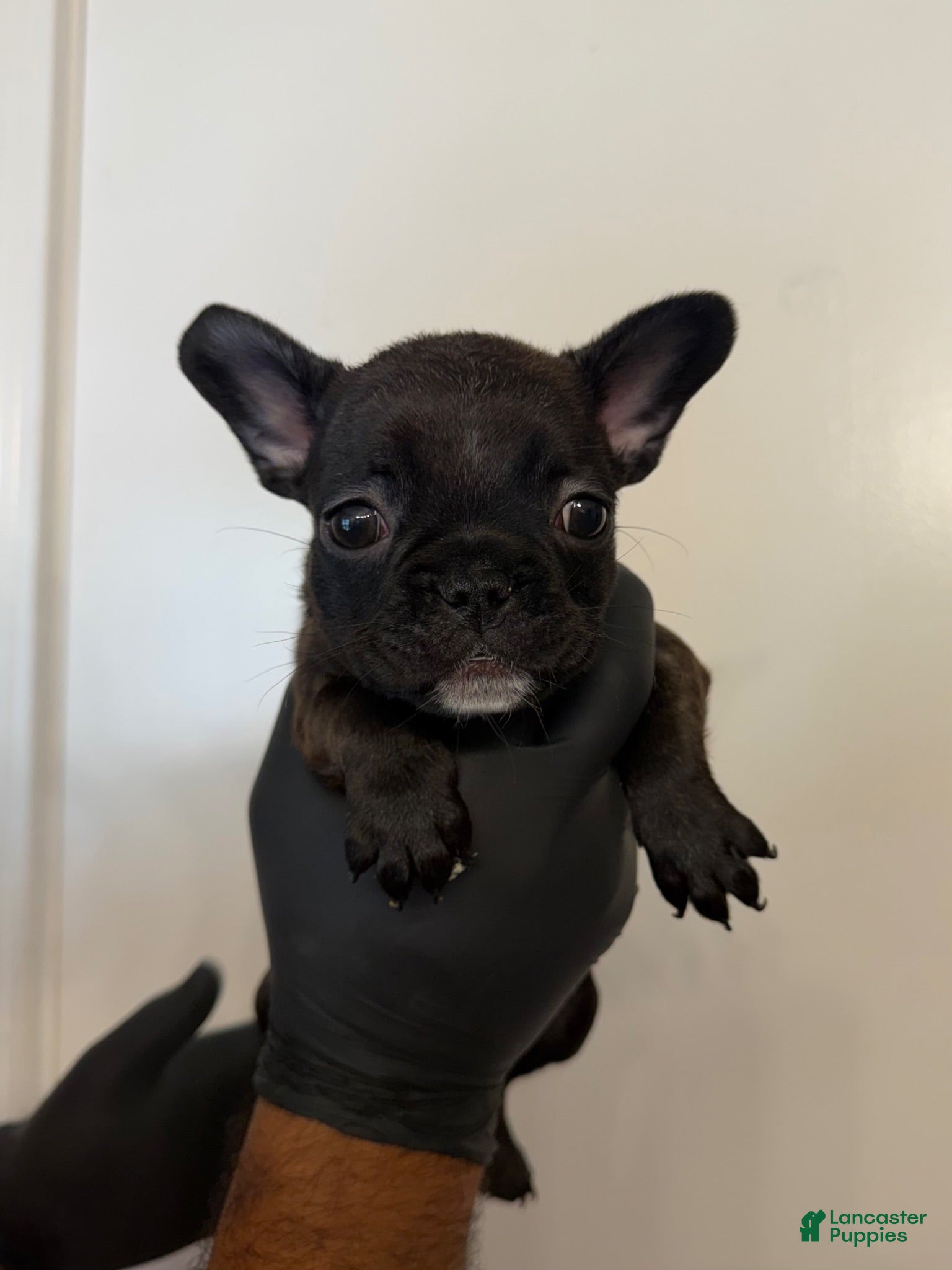 French Bulldog dogs French Bulldog 2 - Ad 6