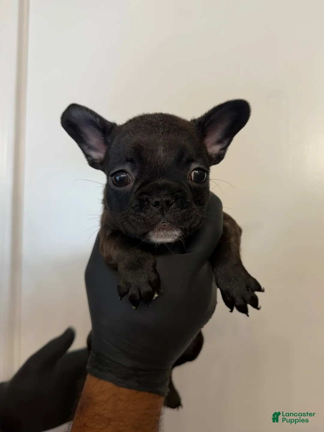 French Bulldog dogs for sale: French Bulldog 2 - Ad 1
