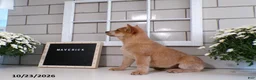 Australian Cattle Dog dogs for sale: Maverick - Ad 6