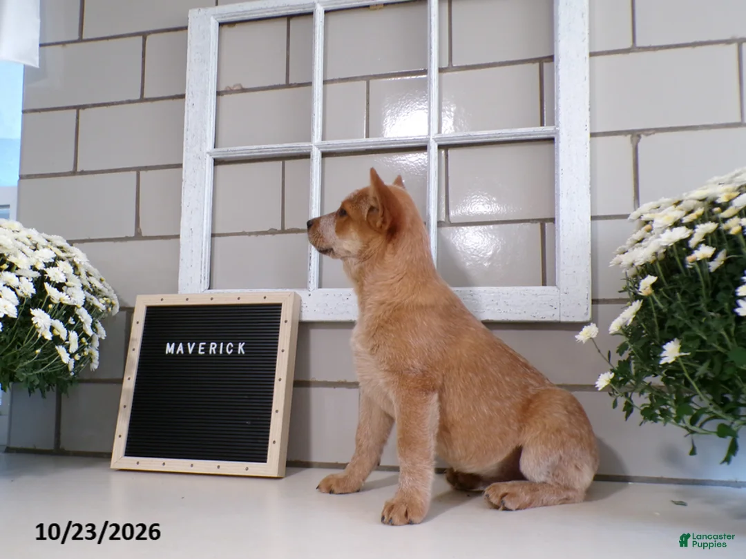 Australian Cattle Dog dogs for sale: Maverick - Ad 6